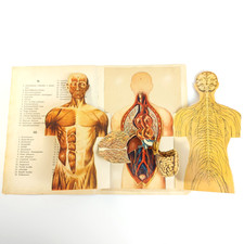Antique Anatomy Illustration Foldable Human Body Organs c.1910s Hungary picture