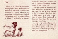 Pug - CUSTOM MATTED - Vintage Dog Art Print - 1954 M. Dennis picture