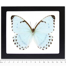 Morpho catenaria catenarius REAL FRAMED BUTTERFLY METALLIC ICE BLUE picture