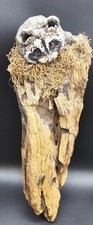 Vintage Isabel Halverson Raccoon Wildlife Sculpture Driftwood Hand Painted 16
