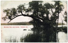 Fremont IN - Mermaid Tree Lake George antique postcard picture