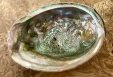Vintage Large Abalone Natural Sea Shell 8”x7”x2.5” picture