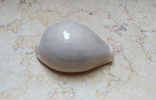 F Cypraea camelopardalis lareg very huge size lyncina sea shell 85.2mm F+++F++ picture