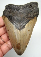 MEGALODON Shark tooth Real Fossil 3.90” Shark teeth NO Restorations No Repairs picture
