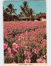 Postcard Vanda Orchids Hawaii USA picture