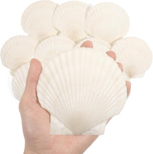10 PCS 4-5 Inch Large Scallop Shells for Crafting, Natural Large Seashells for C picture