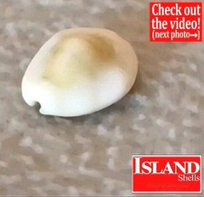 Cypraea moneta f. hypermarginata #6  19.1mm UNIQUE RARE BEAUTY from Kwajalein picture