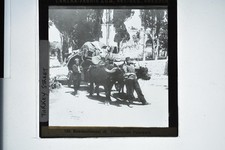 Buffalo Cart Constantinople Turkey Ica Dresden Magic Lantern Slide c1900s picture