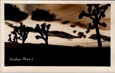 1945, JOSHUA TREES, Postmarked YATES CENTER, Kansas Real Photo Postcard picture