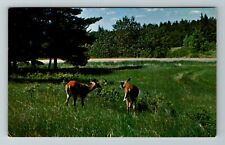 MN-Minnesota, White Tail Deer, Scenic View In Field, Vintage Postcard picture