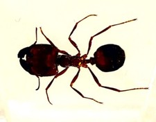 44mm Real Giant Fire Ant in Clear Lucite Resin Science Education Specimen Block picture