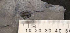 A fine complete example of the trilobite genus Bolaspidella from the USA picture