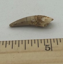 Pterosaur  Pterodactyl 1” T00TH Dinosaur F0SSIL not T Rex Cretaceous PT103 picture