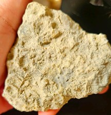 2 Pc Fossil Coral Bryozoan Limestone Specimens Vintage Collection 9.1 oz F11 picture