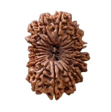 21 Mukhi Rudraksha Original Certified Nepali Big Size 26mm with Capping 21 Face picture