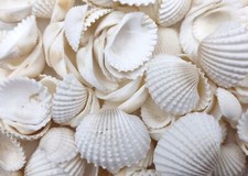 White Ark Clam Seashells (approx. half cup +/-50 shells 0.5+ inches) white picture