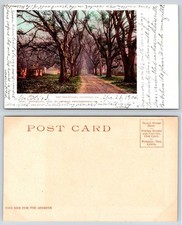 Savannah Georgia The Hermitage Tree Lined Driveway Postcard BA328 picture