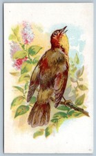 WILLIAMSONS DRUG STORE FREDERICK MD WRIGHT'S INDIAN PILL VICTORIAN TRADE CARD #7 picture