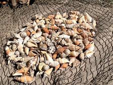 200+ Brown Chula Seashells Sea Shells Best Price 2+ lbs picture
