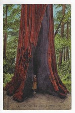 Vintage Linen Postcard Chimney Tree Big Basin California Redwood Sequoia picture