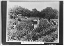 Women picking from a wild flower garden in Inglewood California Old Photo picture