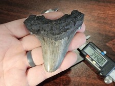 Both Cusps Massive 3.44 inch Angustidens shark tooth fossil - No Restorations  picture