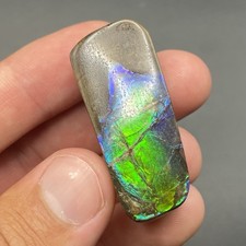 Amazing Blue Green Ammolite Canadian Ammonite Fossil Authentic picture
