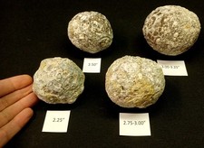 Whole Guaranteed Hollow Mexican Trancas Chihuahua Quartz Geodes, Fluorescent picture