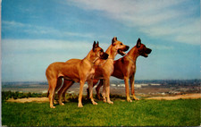 Danes' Great Day Three Great Danes Vintage Postcard picture