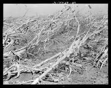 Photo:Dallas Waco Texas 1936 Dried Corn Field Drought Heat Damage picture