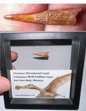 Pterosaur Pterodactyl Dinosaur Era Flying Reptile Fossil Tooth picture