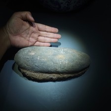 HUGE TARBOSAURUS OVIRAPTOR RAPTOR ASIAN T-REX DINOSAUR EGG FOSSIL JURASSIC WORLD picture