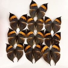 10 Pcs Spread Dead Leaf Butterfly Specimens 8-10cm A1-A- Grade DIY Decor Gift picture