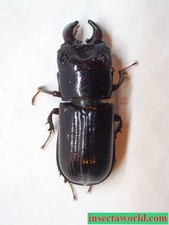 Lucanidae Ceruchus piceus USA (Pennsylvania) male picture