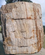 22 Lbs Petrified Wood Stump 9