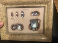 VINTAGE 1940S 50S FRAMED CULTURED PEARLS & SHELLS JAPANESE OYSTER GROWTH DISPLAY picture