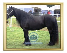DALES PONY MARE YORKSHIRE DALES ENGLAND 4 YEAR HORSE 8X10 GOLD FRAMED PHOTO picture