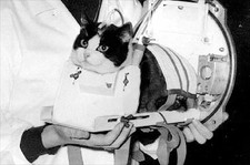 Félicette, the first cat to travel to space Being prepared. October 1963. picture