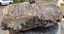 ☘️RR⛏️: Top Quality Arizona Petrified Wood, Agate/Dendrites/Bark 1 Lb 6 Oz 🌈 picture