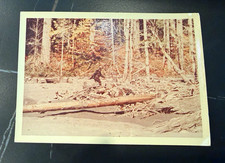 Vintage 1967 Bigfoot Photo Patterson Gimlin Film Patty Frame 352 Kodak Paper 5x7 picture