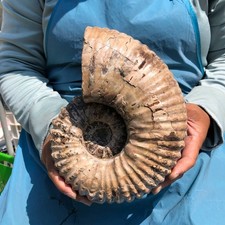 8.4LB Natural Tentacle Ammonite Fossil Specimen Shell Healing Madagascar picture