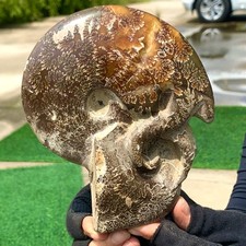 1.76LB Rare Natural Tentacle Ammonite Specimen  Healing Madagascar picture