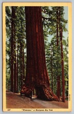 Vintage Wawona Mariposa Big Tree Yosemite National Park Postcard 1946 picture