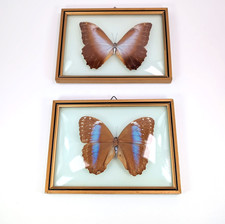 Pair VTG Butterfly Morpho Taxidermy Mounted Convex Bubble Glass Framed Brazil picture