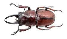 Lucanidae, Wallacealucanus (Odontolabis) lecourti, A1, 29+ mm, XL, Sulawesi picture
