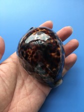 91.4mm | Cypraea Tigris | F+++ GEM | Special BROWN PURPLE color | Nice shell picture