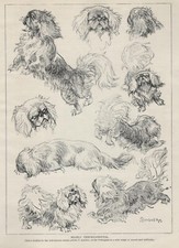 Pekingese 