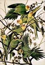 Carolina Parakeet John James Audubon New- ork Historical Society Museum Postcard picture