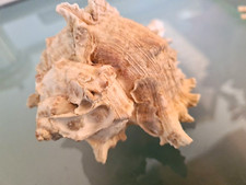 CHICOREUS RAMOSUS, Muricidae, cm 12x9 picture