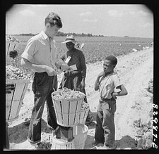 Photo:Bridgeton New Jersey 1942 Seabrook Farm farmworkers weighing produce picture